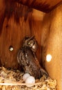 Nesting female eastern screech owl Megascops asio with eggs in a nest box Royalty Free Stock Photo