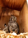 Nesting female eastern screech owl Megascops asio with eggs in a nest box Royalty Free Stock Photo