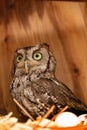 Nesting female eastern screech owl Megascops asio with eggs in a nest box Royalty Free Stock Photo