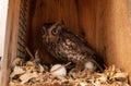 Nesting female eastern screech owl Megascops asio with eggs in a nest box Royalty Free Stock Photo