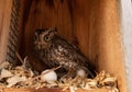 Nesting female eastern screech owl Megascops asio with eggs Royalty Free Stock Photo