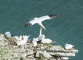 Nesting gannets on a cliff headland