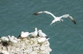 Nesting gannets on a cliff headland Royalty Free Stock Photo