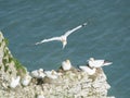 Nesting gannets on a cliff headland