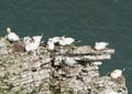 Nesting gannets on a cliff headland