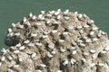 Nesting gannets on a cliff headland Royalty Free Stock Photo