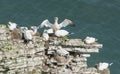 Nesting gannets on a cliff headland