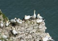 Nesting gannets on a cliff headland