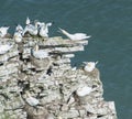 Nesting gannets on a cliff headland