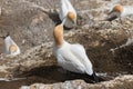 Nesting gannets