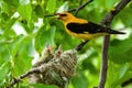 Nesting golden oriole, oriolus oriolus, in summer nature Royalty Free Stock Photo