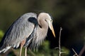 Nesting great blue heron