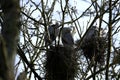 Nesting Great Blue Herons Royalty Free Stock Photo