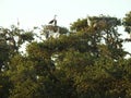 Nesting Great Blue Herons and Great White Egrets in Live Oak Trees