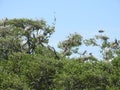 Nesting Great Blue Herons and Great White Egrets in Live Oak Trees