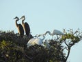 Great White Egret Feeding Young in Tree Top Royalty Free Stock Photo