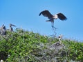 Nesting Great Blue Herons in Live Oak Trees