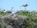 Nesting Great Blue Herons in Live Oak Trees Royalty Free Stock Photo