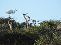 Great Blue Heron Feeding Young in Tree Top