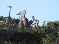 Great Blue Heron Feeding Young in Tree Top Royalty Free Stock Photo