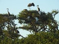 Nesting Great Blue Herons and Great White Egrets in Live Oak Trees Royalty Free Stock Photo