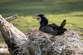 Great cormorant Phalacrocorax carbo