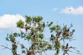 Nesting great cormorants on dried up tree