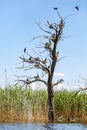 Nesting great cormorants on dried up tree