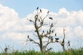 Nesting great cormorants on dried up tree