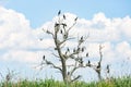 Nesting great cormorants on dried up tree