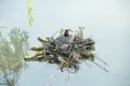 Nesting great crested grebe Royalty Free Stock Photo