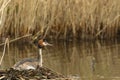 Nesting great crested grebe podiceps cristatus Royalty Free Stock Photo