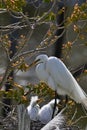 Nesting Great Egret with two chicks Royalty Free Stock Photo