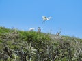 Nesting Great White Egrets and Great Blue Herons in Live Oak Trees