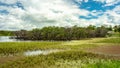 Nesting grounds for ibis birds in the Apex park in Gatton, Queensland, Australia