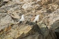 The nesting gulls of the Pacific (Larus schistisagus)