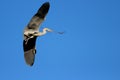 Nesting herons Royalty Free Stock Photo