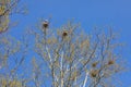 Nesting herons Royalty Free Stock Photo