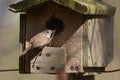 Nesting House Wren song bird Royalty Free Stock Photo