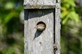 Nesting House Wren song bird Royalty Free Stock Photo