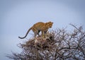 The Nesting Leopard