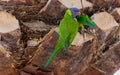 Nesting Lorikeets