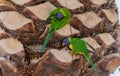 Nesting Lorikeets