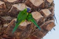 Nesting Lorikeets