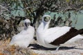 Nesting Masked Booby Bird With a Chick