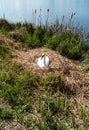 Nesting Mute Swan on Large Reed Nest Royalty Free Stock Photo