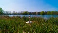 Nesting Mute Swan on Large Reed Nest Royalty Free Stock Photo