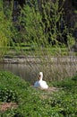 Nesting Mute Swan, Shrewsbury. Royalty Free Stock Photo