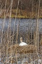 Nesting Mute Swan Royalty Free Stock Photo