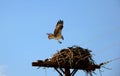 Nesting Osprey Royalty Free Stock Photo